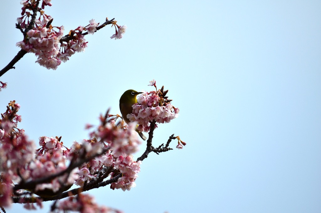 鳥と桜01