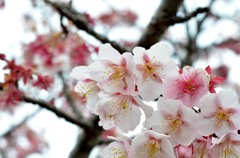 元朝桜03