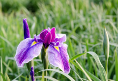 花菖蒲
