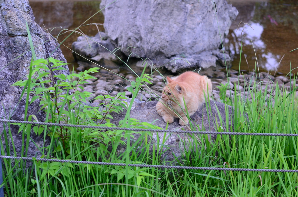 猫