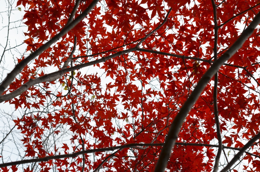 紅葉８