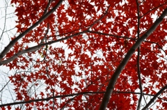 紅葉８