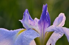 菖蒲
