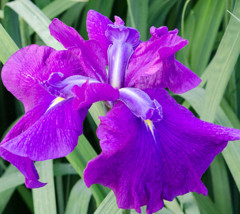 花菖蒲