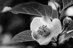 ひめしゃらの花03