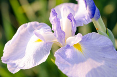 花菖蒲（薄紫）