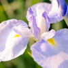 花菖蒲（薄紫）