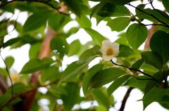 沙羅の花