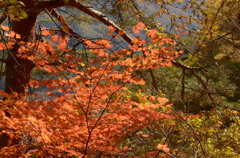 紅葉７