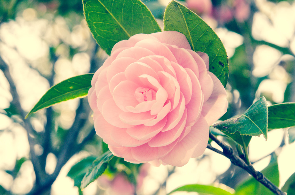 花02