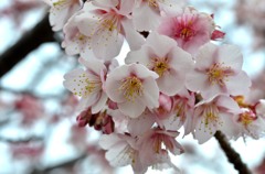 元朝桜01