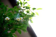 沙羅の木