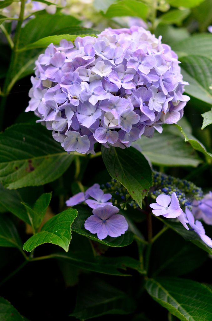 ajisai