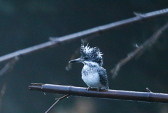 早朝のヤマセミ　05