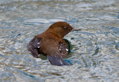 カワガラス カワガラス