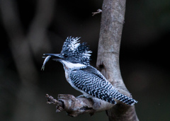 Crested kingfisher 33