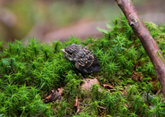 まだ飛べないの....