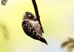 ISO1600 試し撮り02