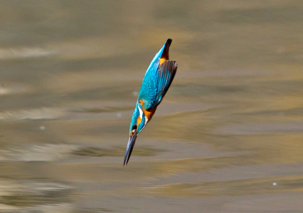 弾丸　カワセミ