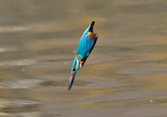弾丸　カワセミ