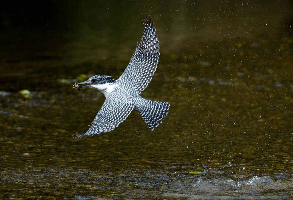 今日のヤマセミ05