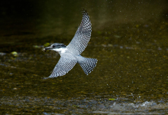 今日のヤマセミ05