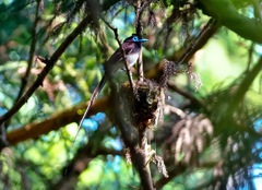 サンコウチョウ サンコウチョウ