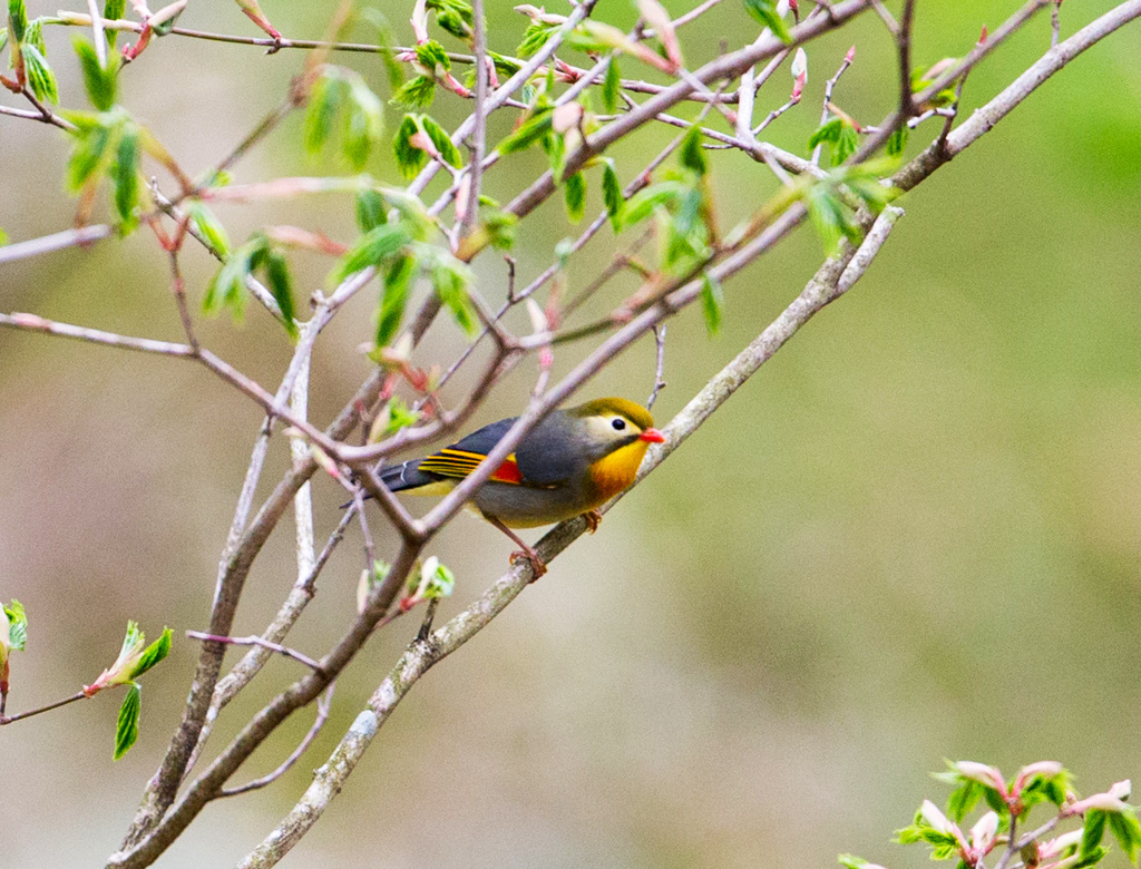 ソウシチョウ　Part2