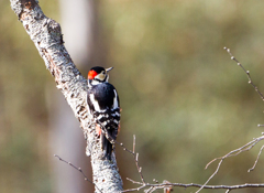 アカゲラ アカゲラ