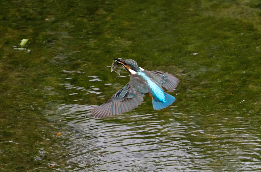 青い鳥の飛翔08