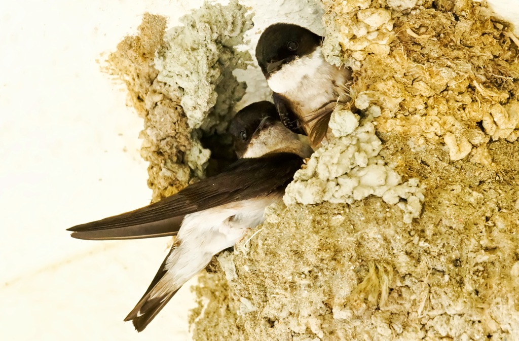 イワツバメの子供