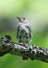サメビタキ 幼鳥? サメビタキ 幼鳥?