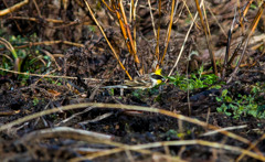 山中で出会ったミヤマホオジロ02