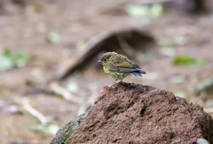 ルリビタキの幼鳥？