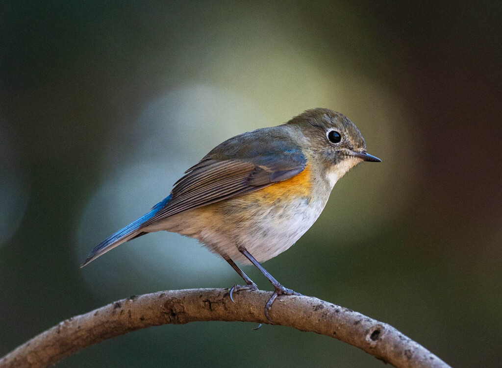 ルリビタキ
