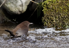 カワガラス カワガラス