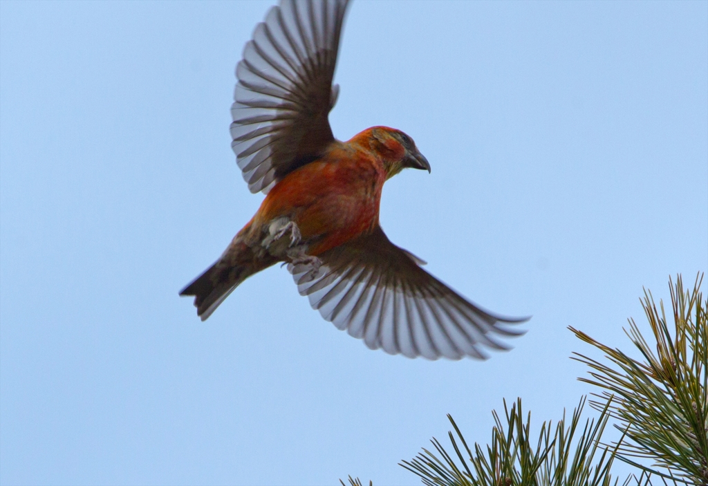 イスカのホバ02