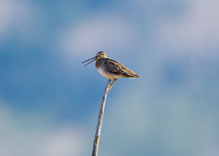 オオジシギ オオジシギ