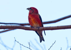 イスカ03 イスカ03