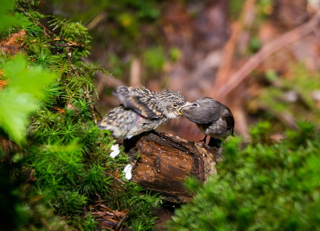 ママを食べちゃだめよ～～