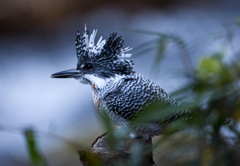Crested kingfisher 27