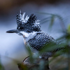 Crested kingfisher 27