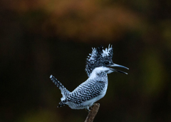 Crested kingfisher 13