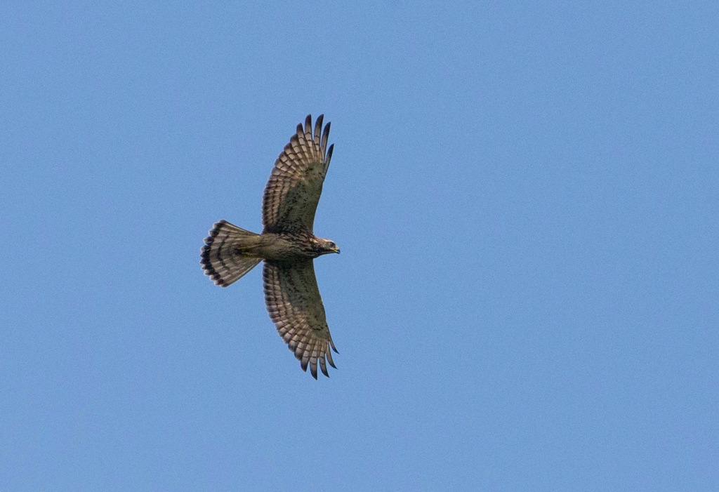 オオタカ幼鳥02