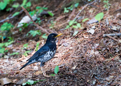 クロツグミ♂ クロツグミ♂