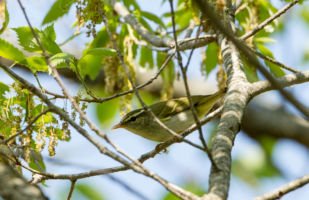 センダイムシクイ