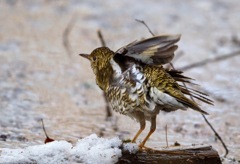 トラツグミ　水浴び03