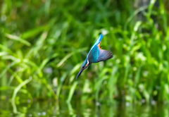 公園のカワセミ08