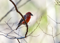 赤い鳥 イスカ 赤い鳥 イスカ
