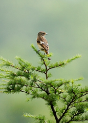 ノビタキ ノビタキ